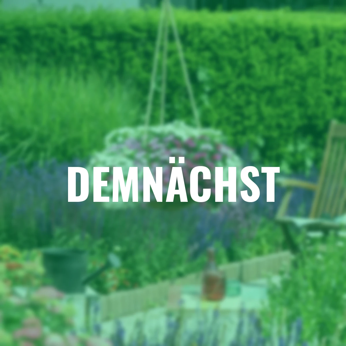 Sommerblumen-Set Rosen-Zauberglöckchen, weiß-rosa-violett, 9 Stück