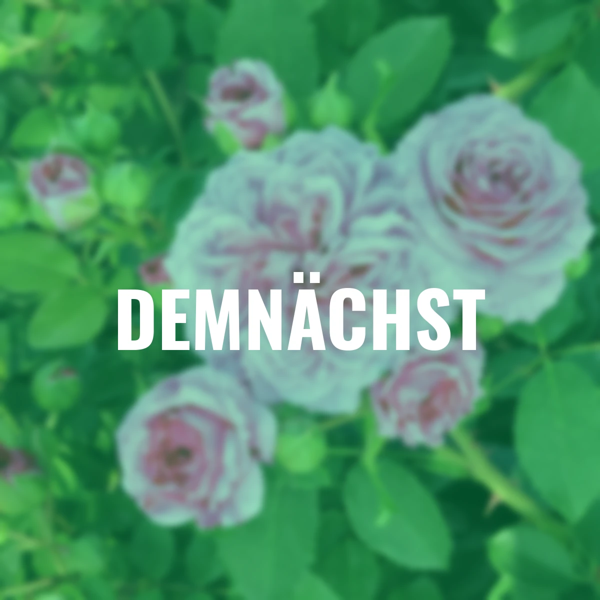 Edelrose Marija Frayla, wurzelverpackt