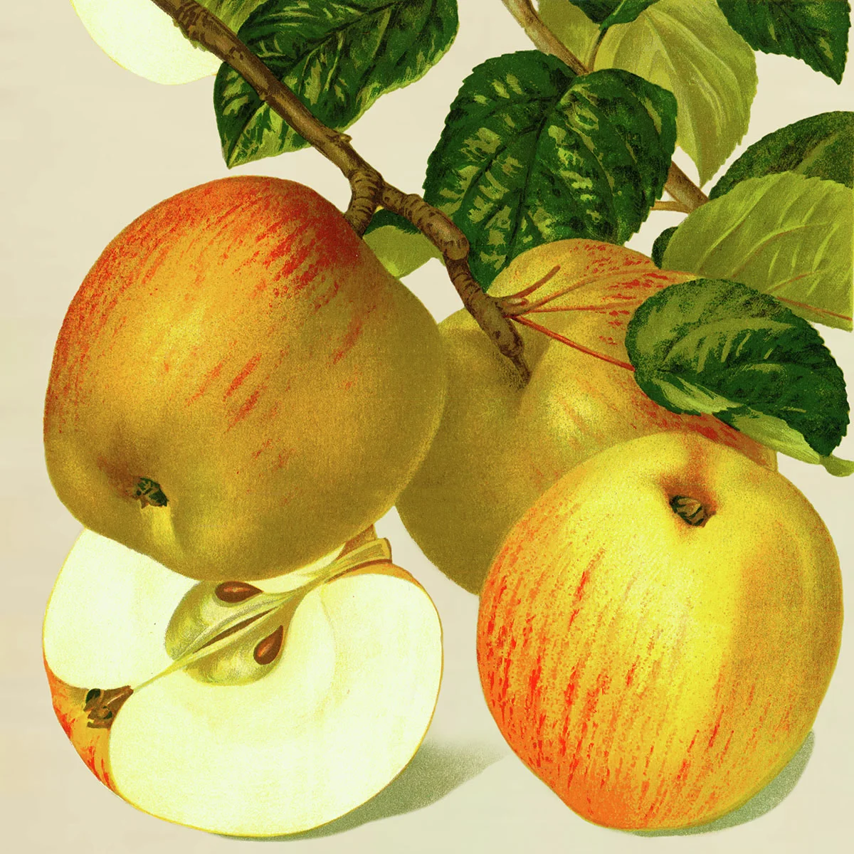 Apfel Goldparmäne