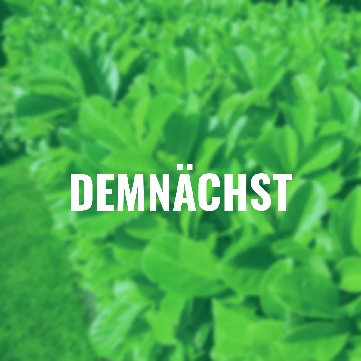 Kirschlorbeer Etna, Höhe ca.  60-80 cm