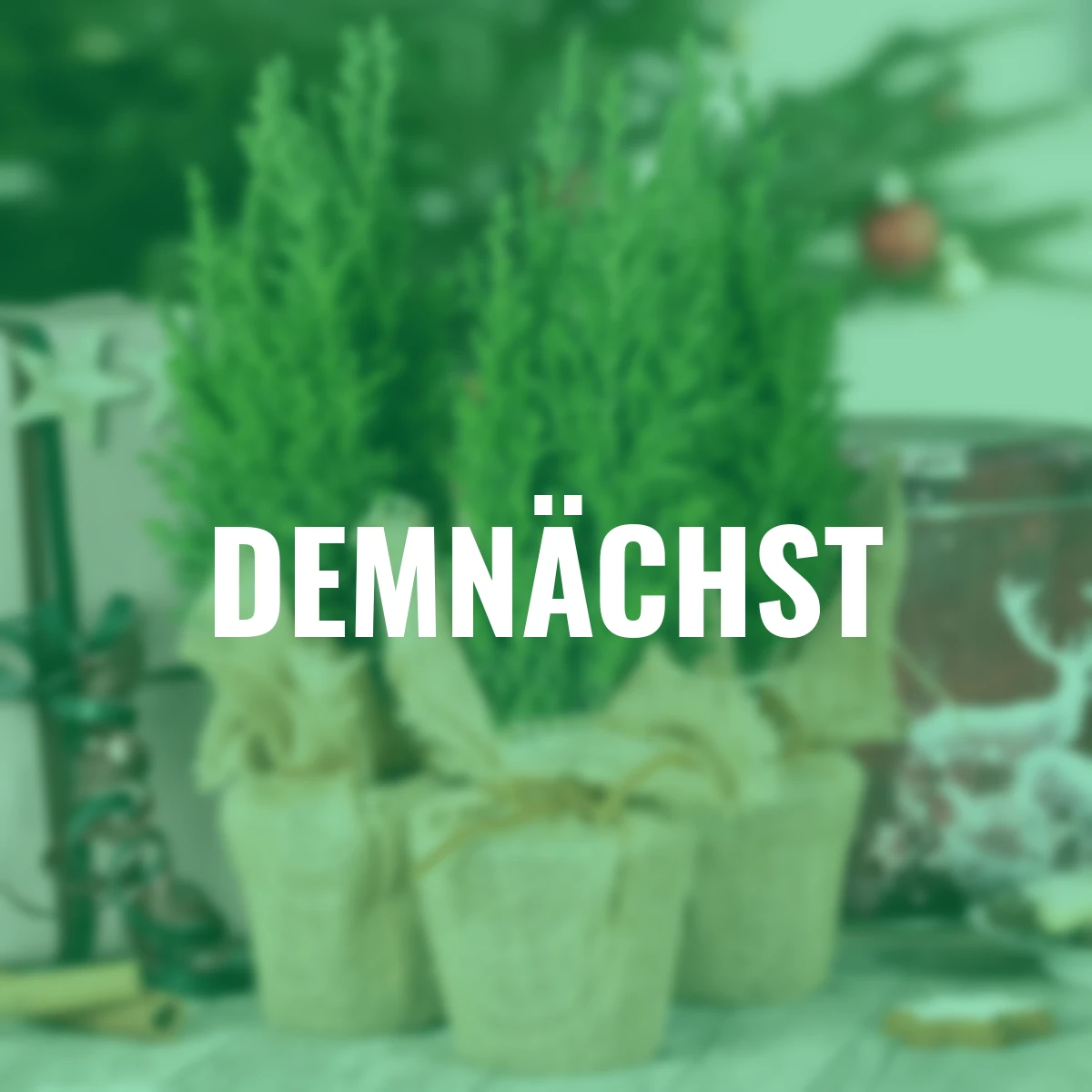 Silberblaue-Balkon-Zypressen, 3er-Set