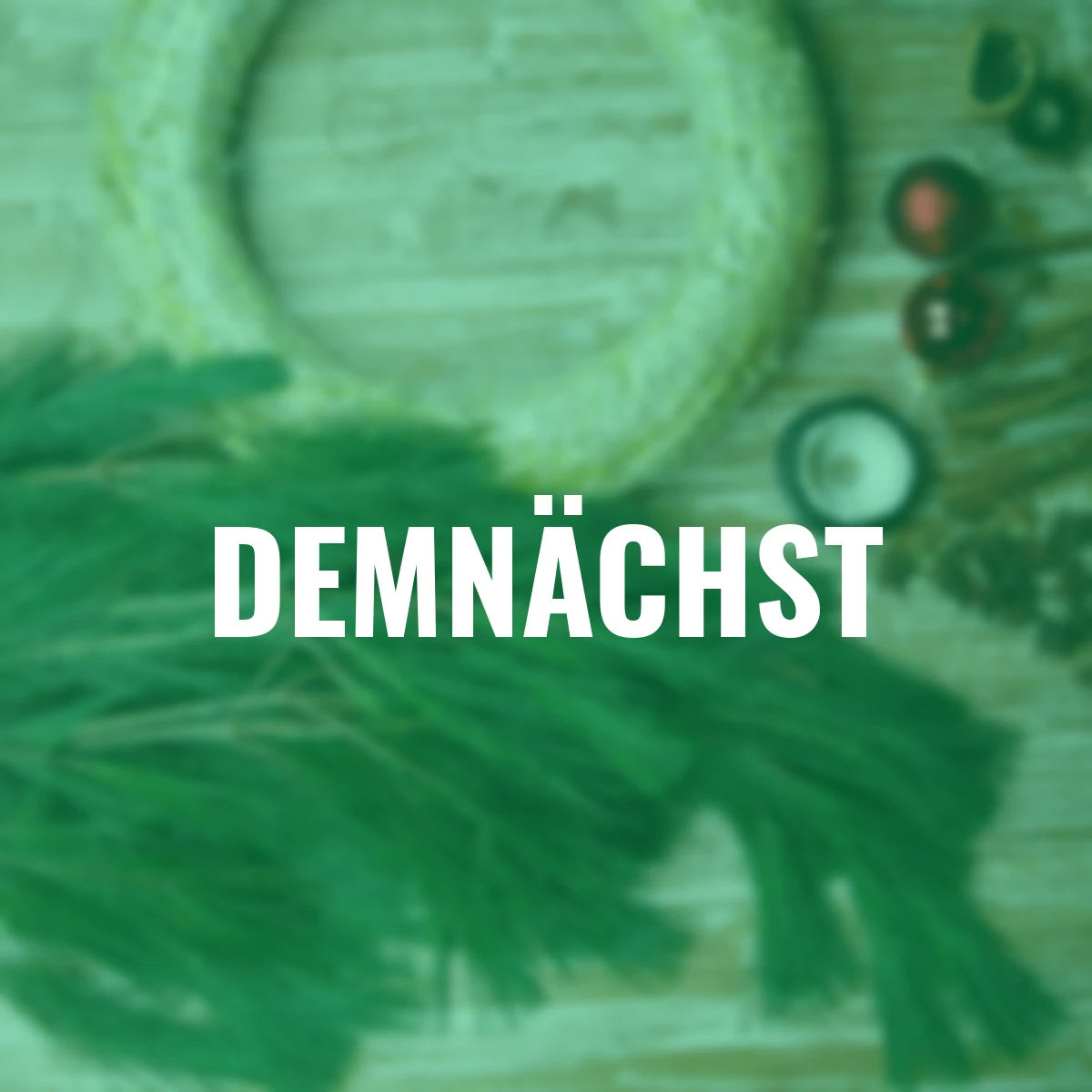 Seidenkiefer Bund 500 g