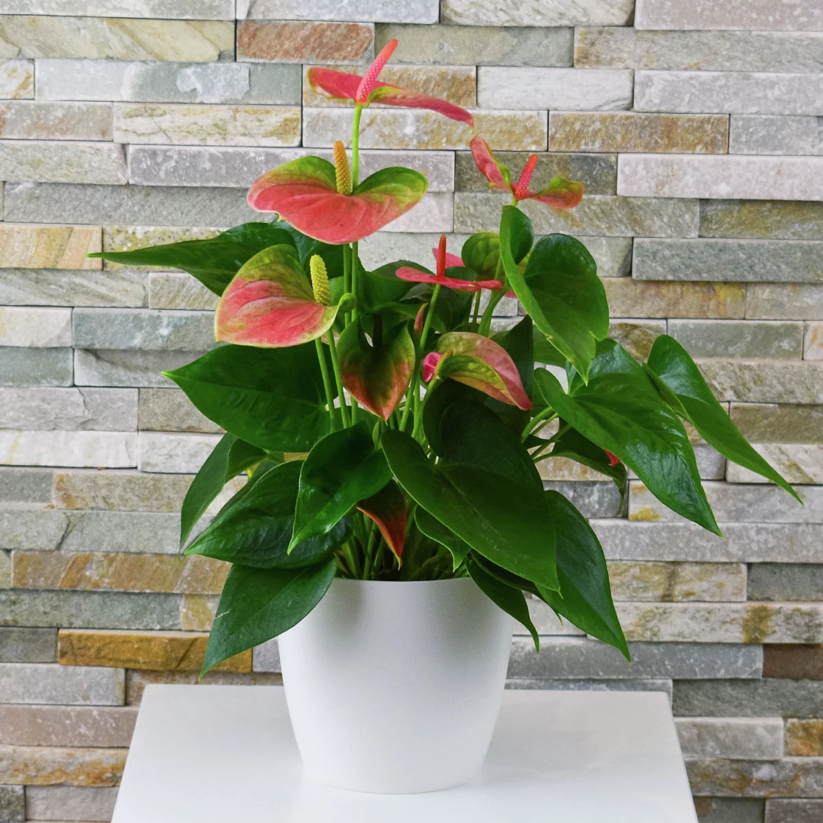 Rosa Flamingoblume, im ca. 10 cm-Topf