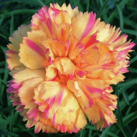 Pfingstnelke Devon Cream(R)