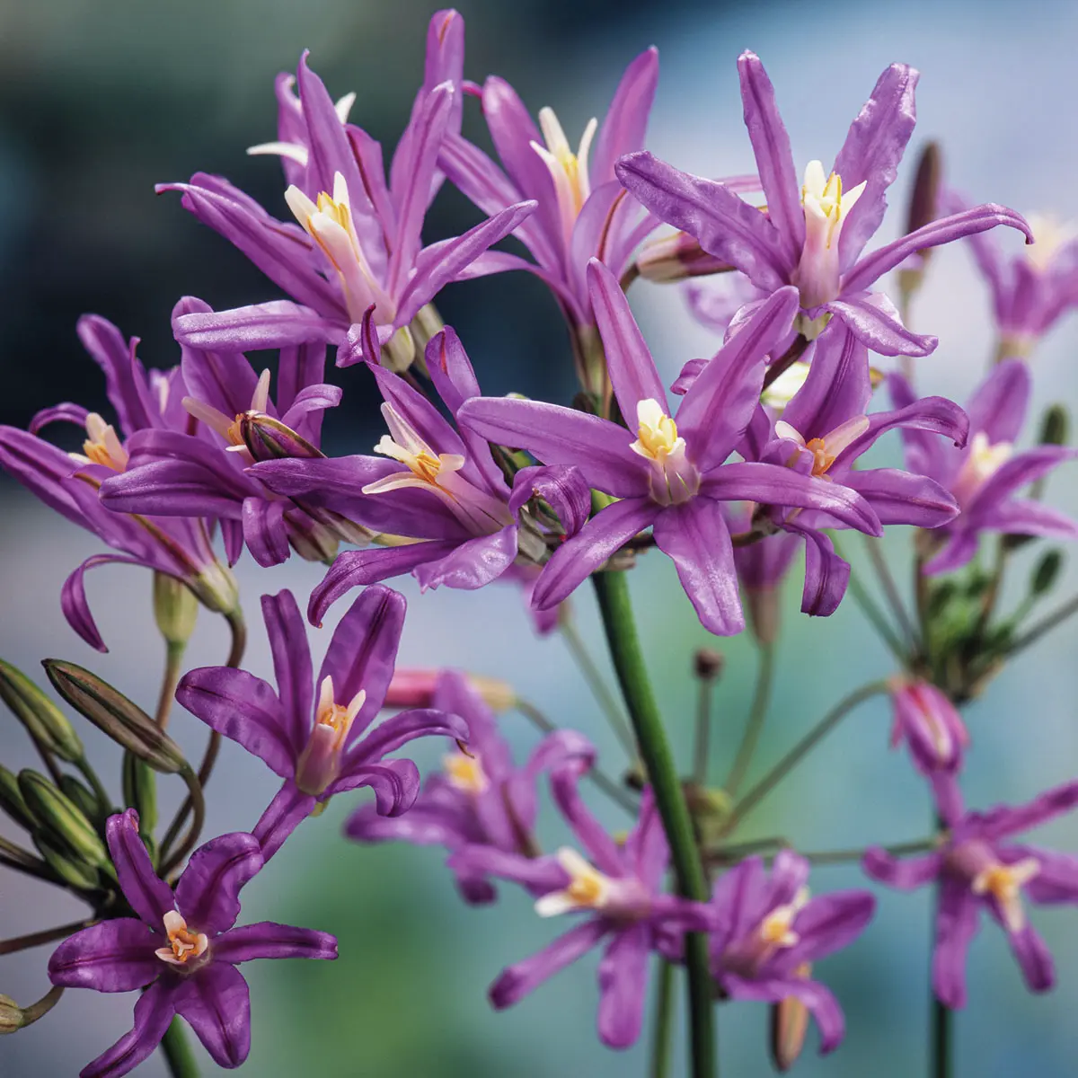 Kalifornische Hyazinthe Babylon