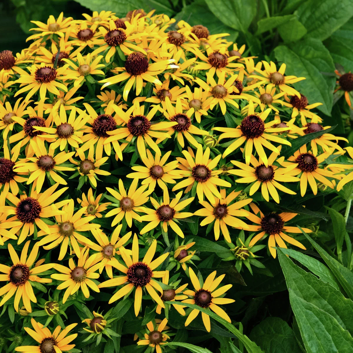 Zwerg-Sonnenhut Little Goldstar