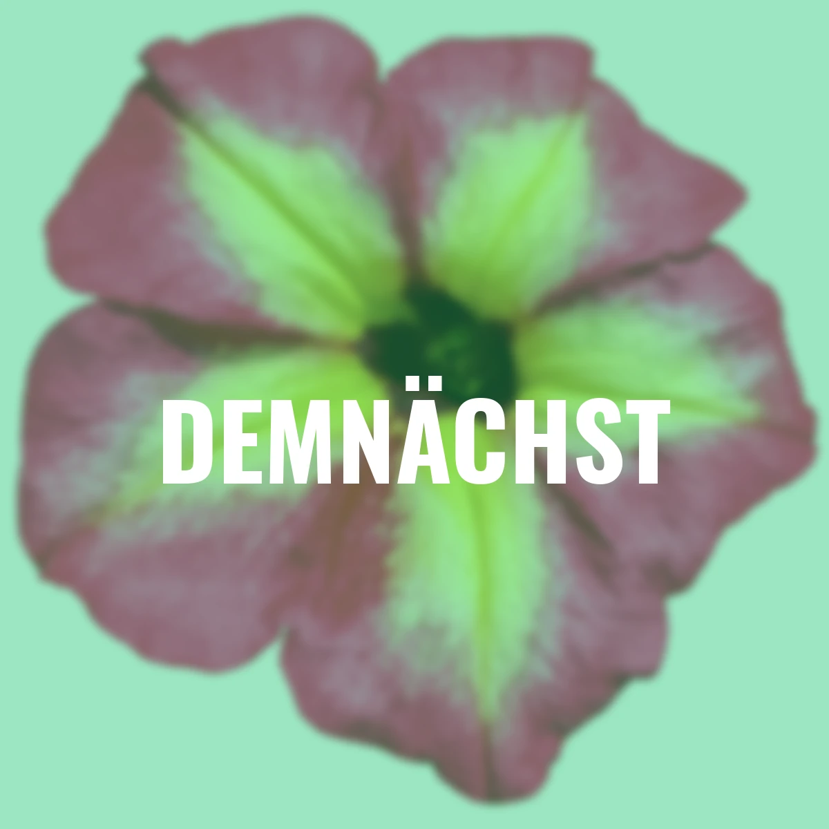 Riesenhängepetunie AlpeTunia® Magenta Yellow Star