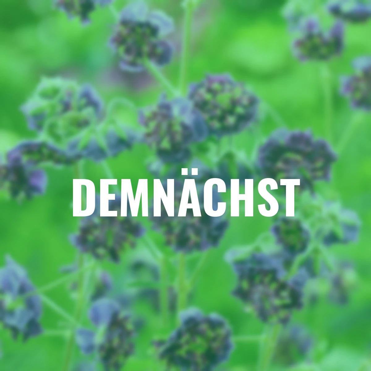 Storchschnabel Joseph Green