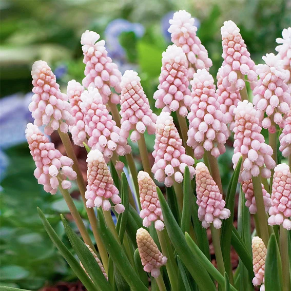 Traubenhyazinthe Pink Sunrise