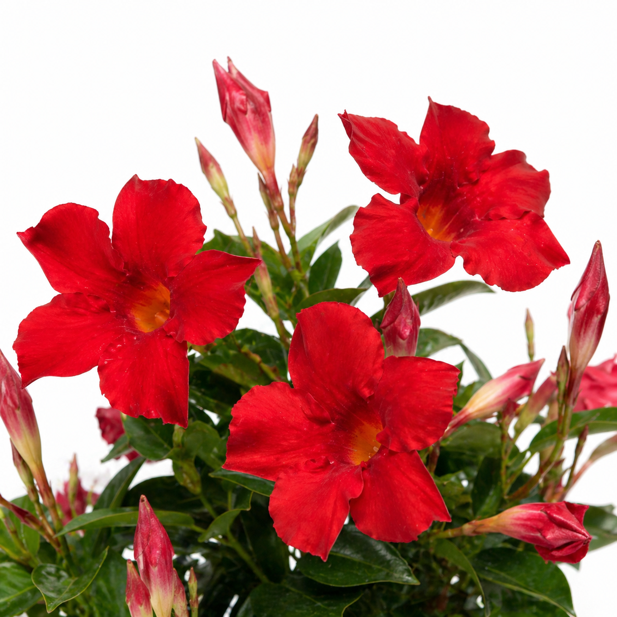Dipladenia-Pyramide, rot