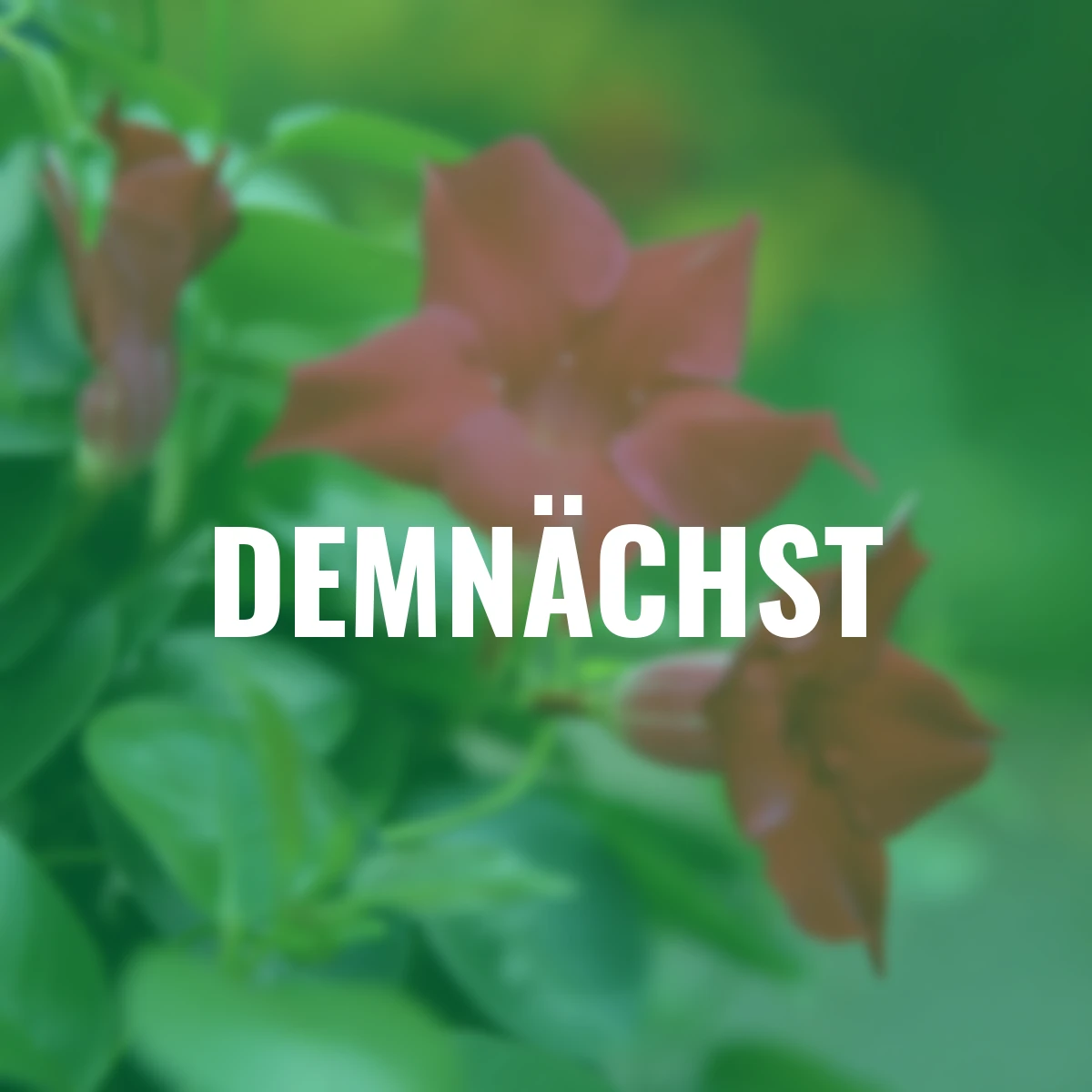 Dipladenia-Pyramide, rot