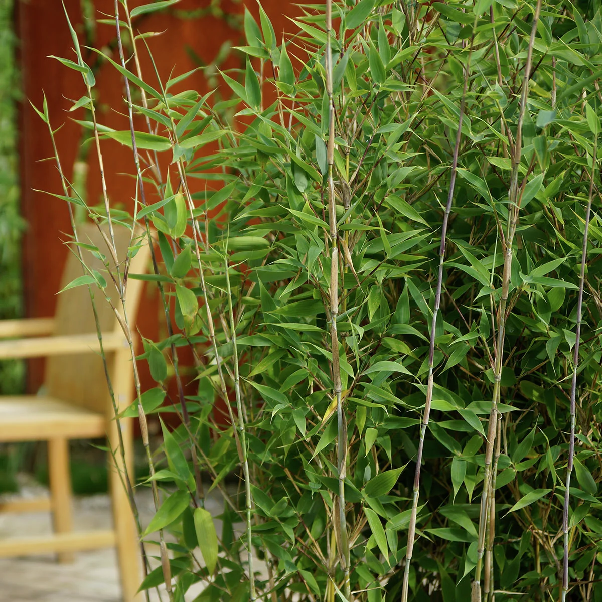 Blauer Drachenschuppenbambus Blue Lizard®