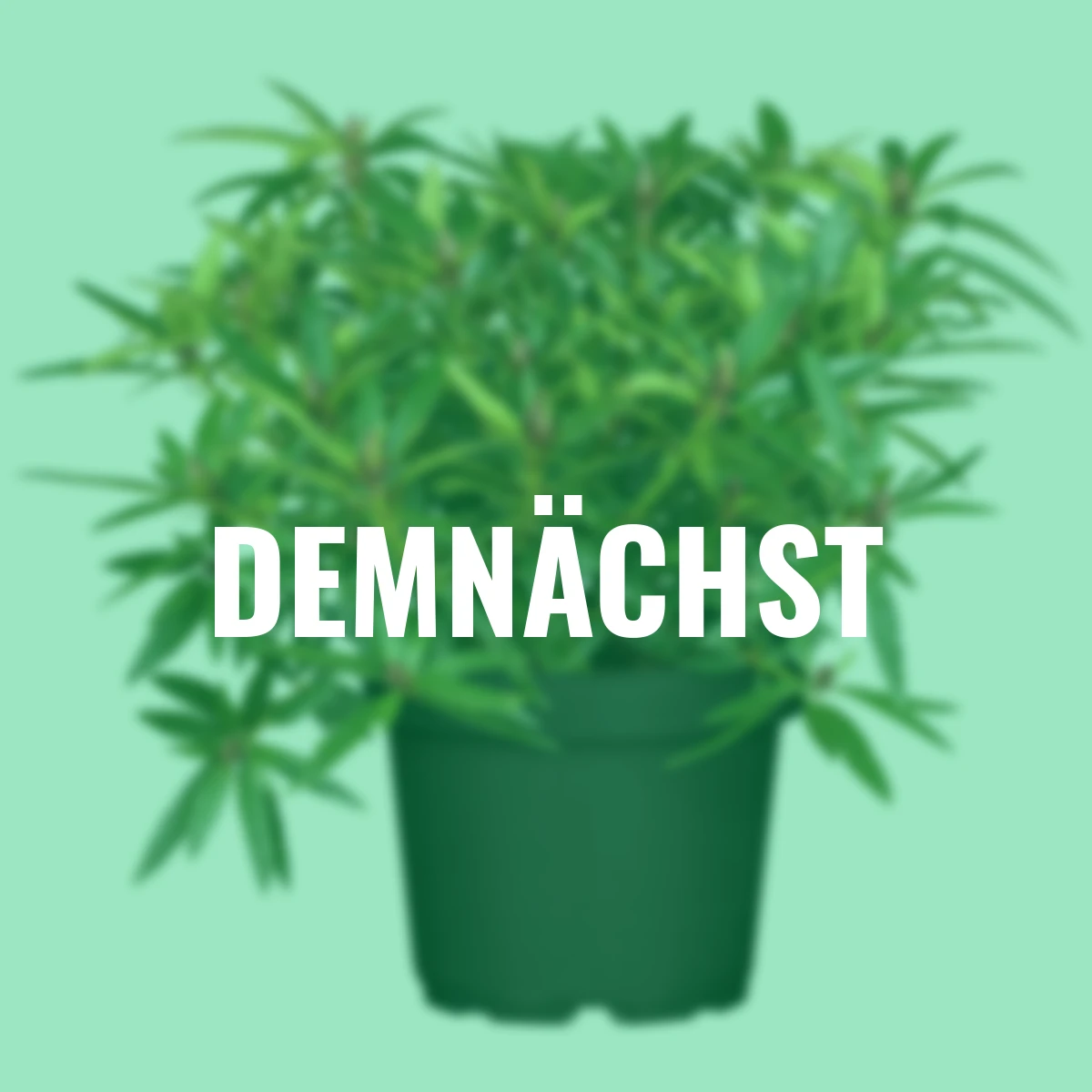 Zwerg-Rhododendron Graziella