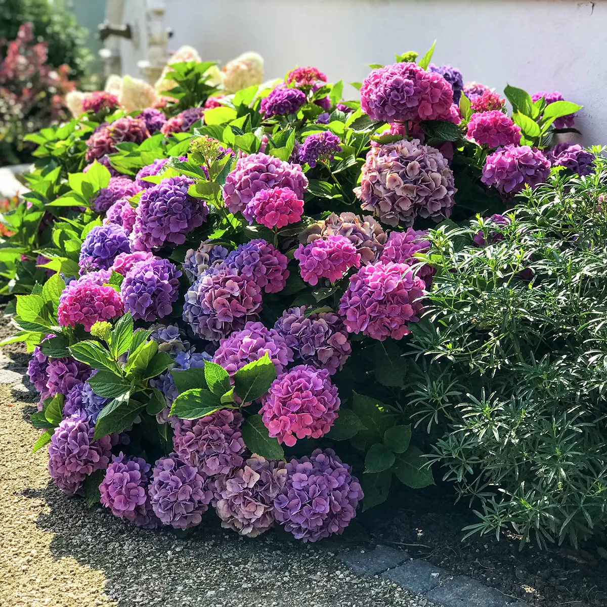 Ballhortensie L.A .Dreamin®