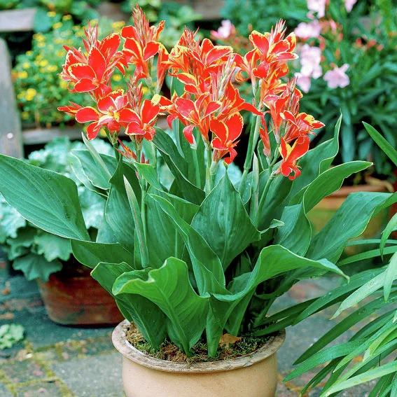 Canna Lucifer (Indisches Blumenrohr)