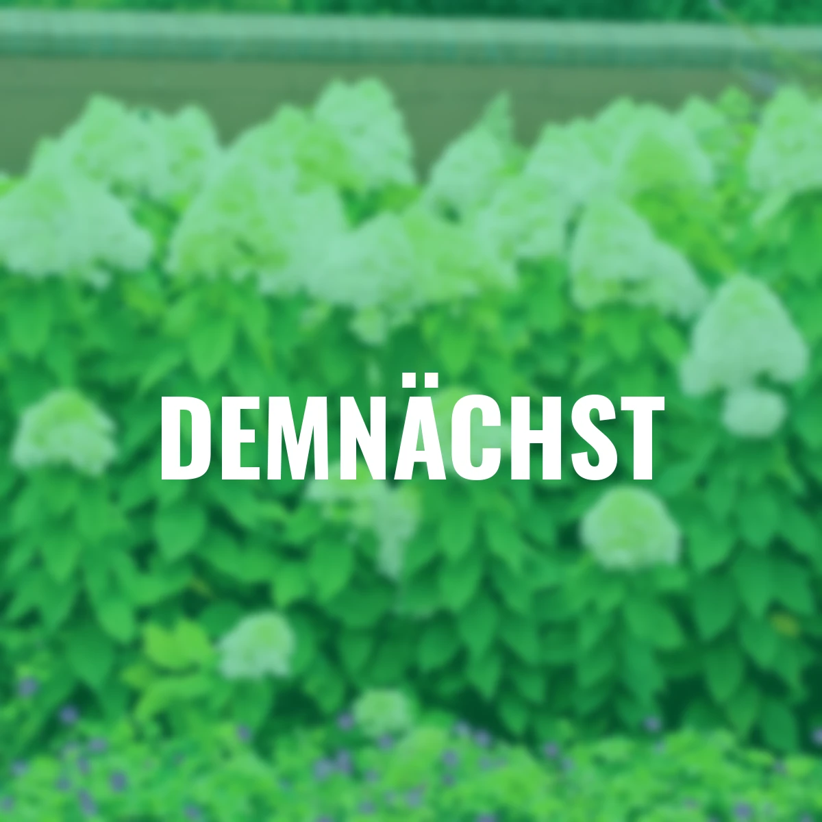 Rispen-Hortensie Limelight(R)