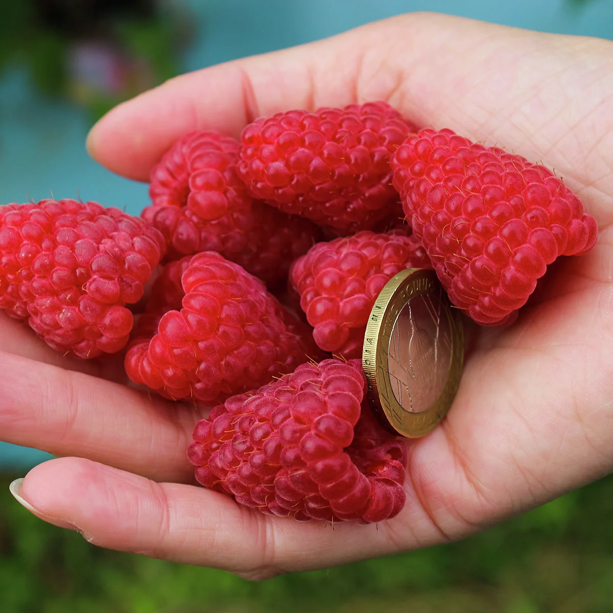 Riesenhimbeere Primeberry® Autumn Happy®