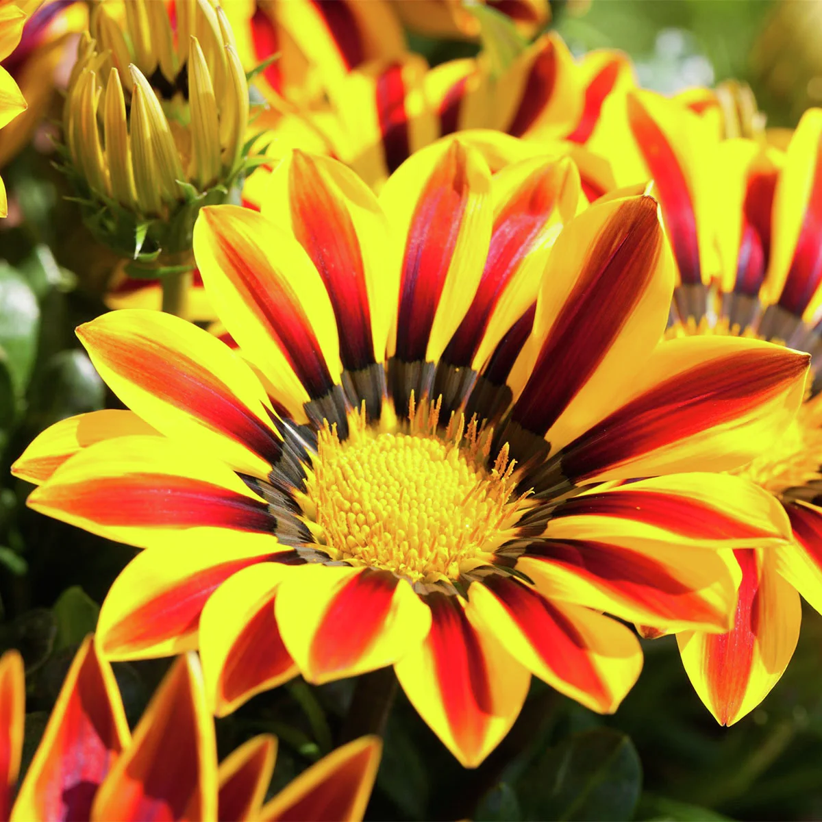 Mittagsgold, gelborange