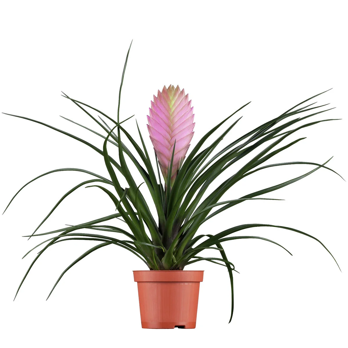 Tillandsie Anita, pink, Höhe ca. 20-30 cm