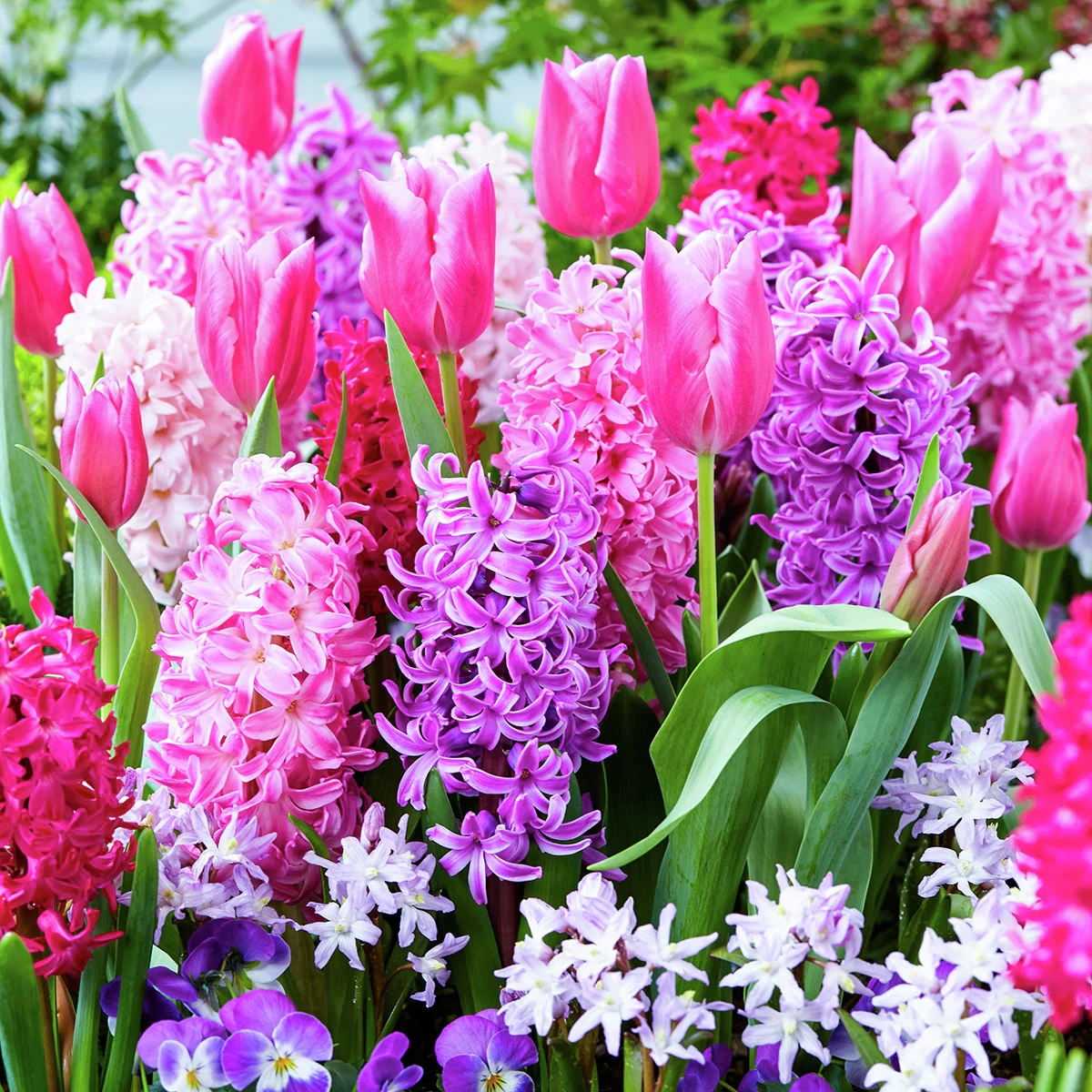 Blumenzwiebel-Set Rosa Frühling