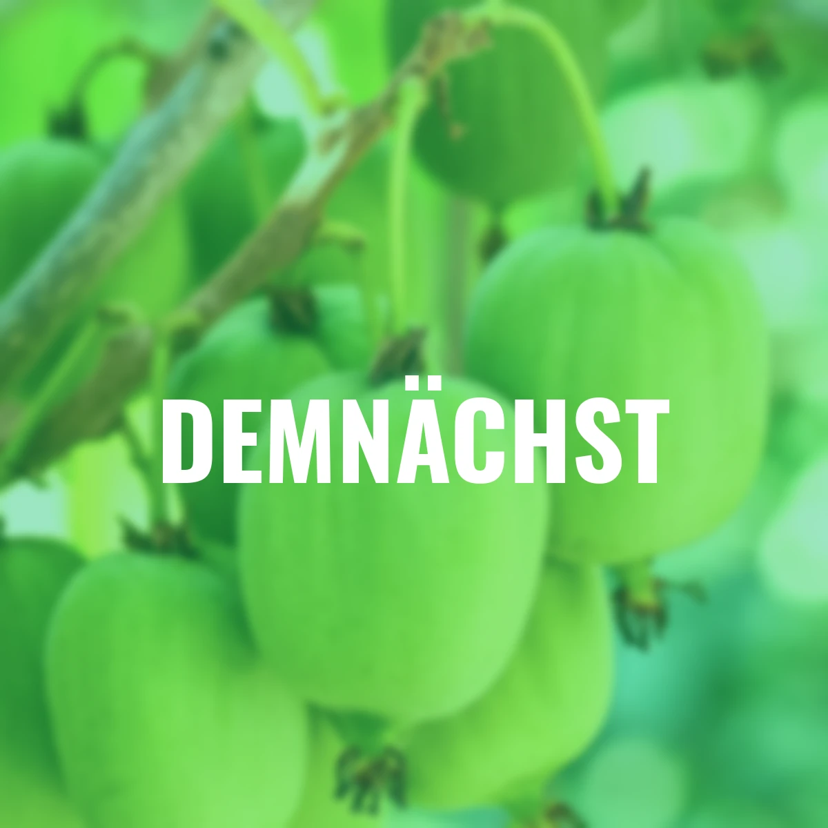 Kiwiberry Issai, Höhe ca. 40-50 cm