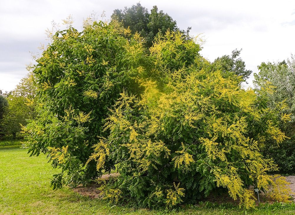Blasenbaum