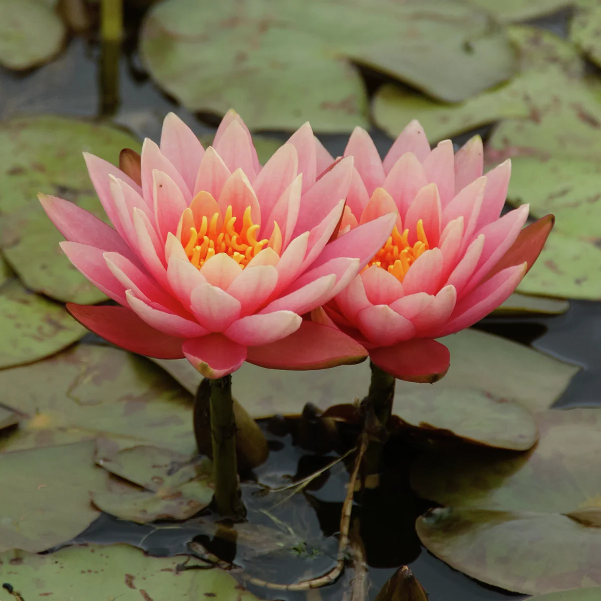 Seerose Aurora, kupfer