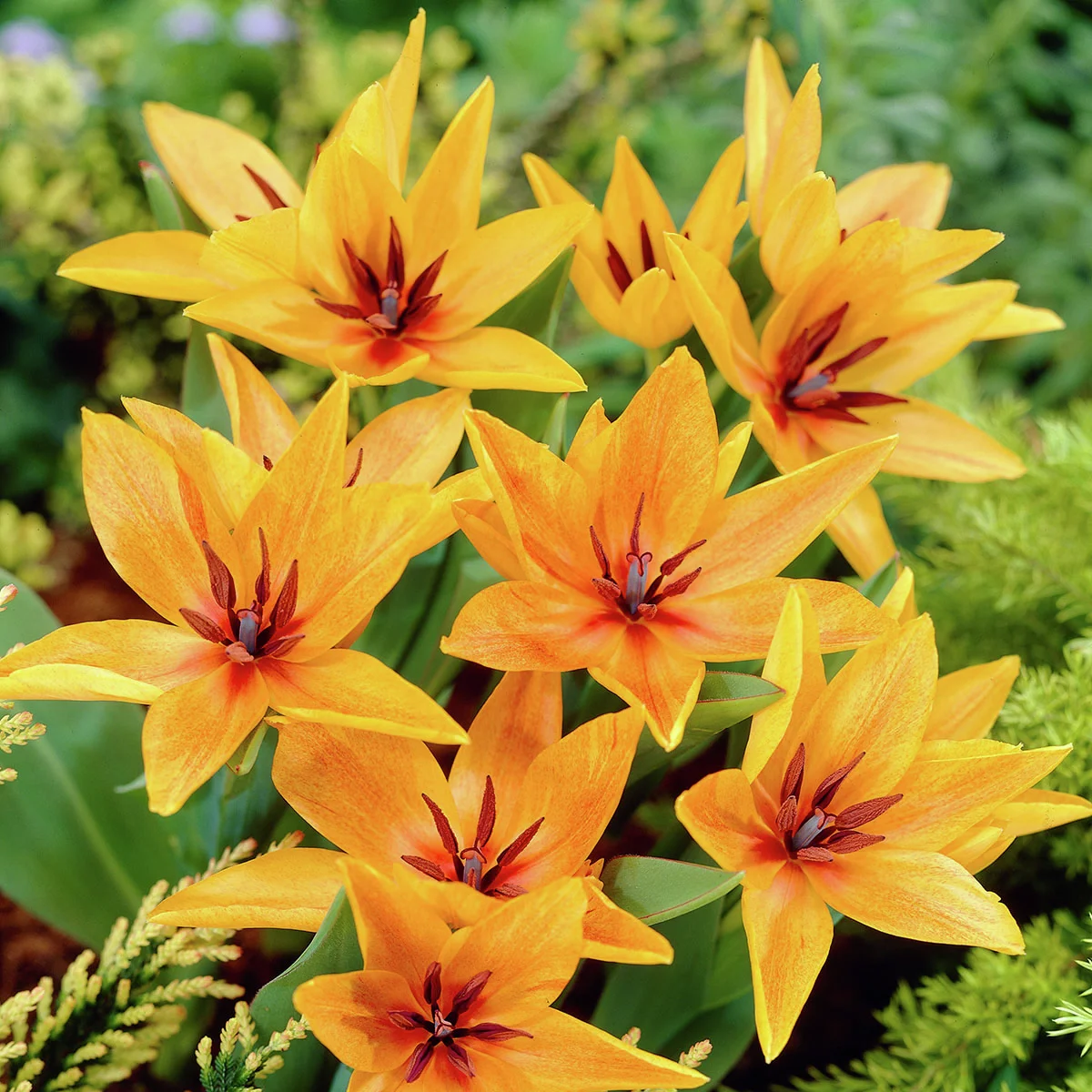 Tulpe Shogun