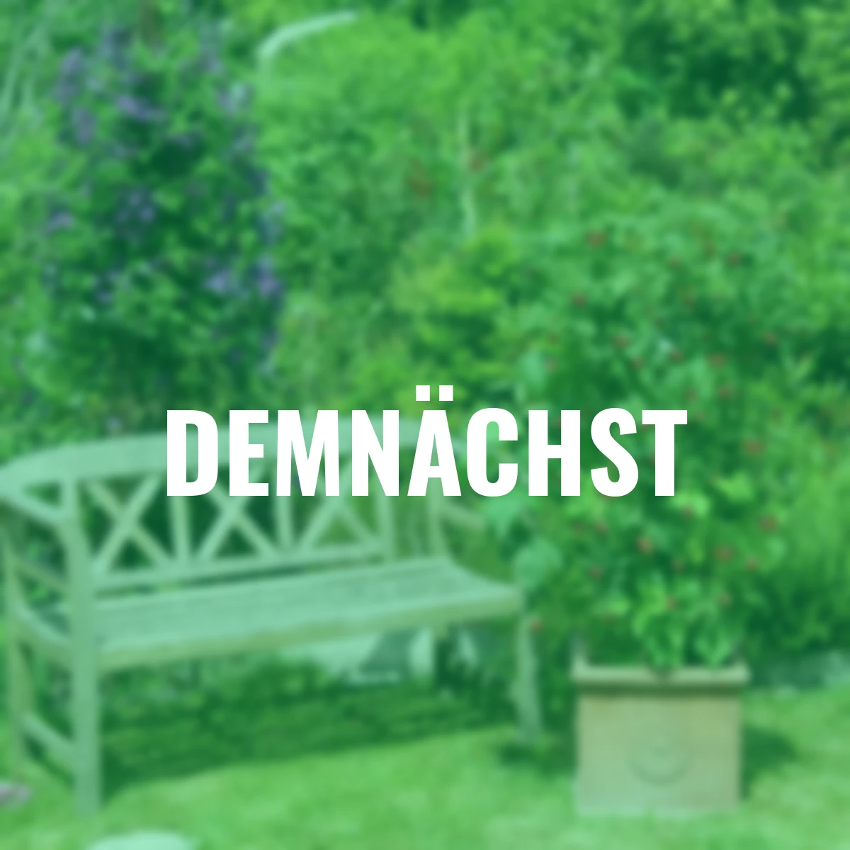 Himbeere Schlaraffia® Plentiful