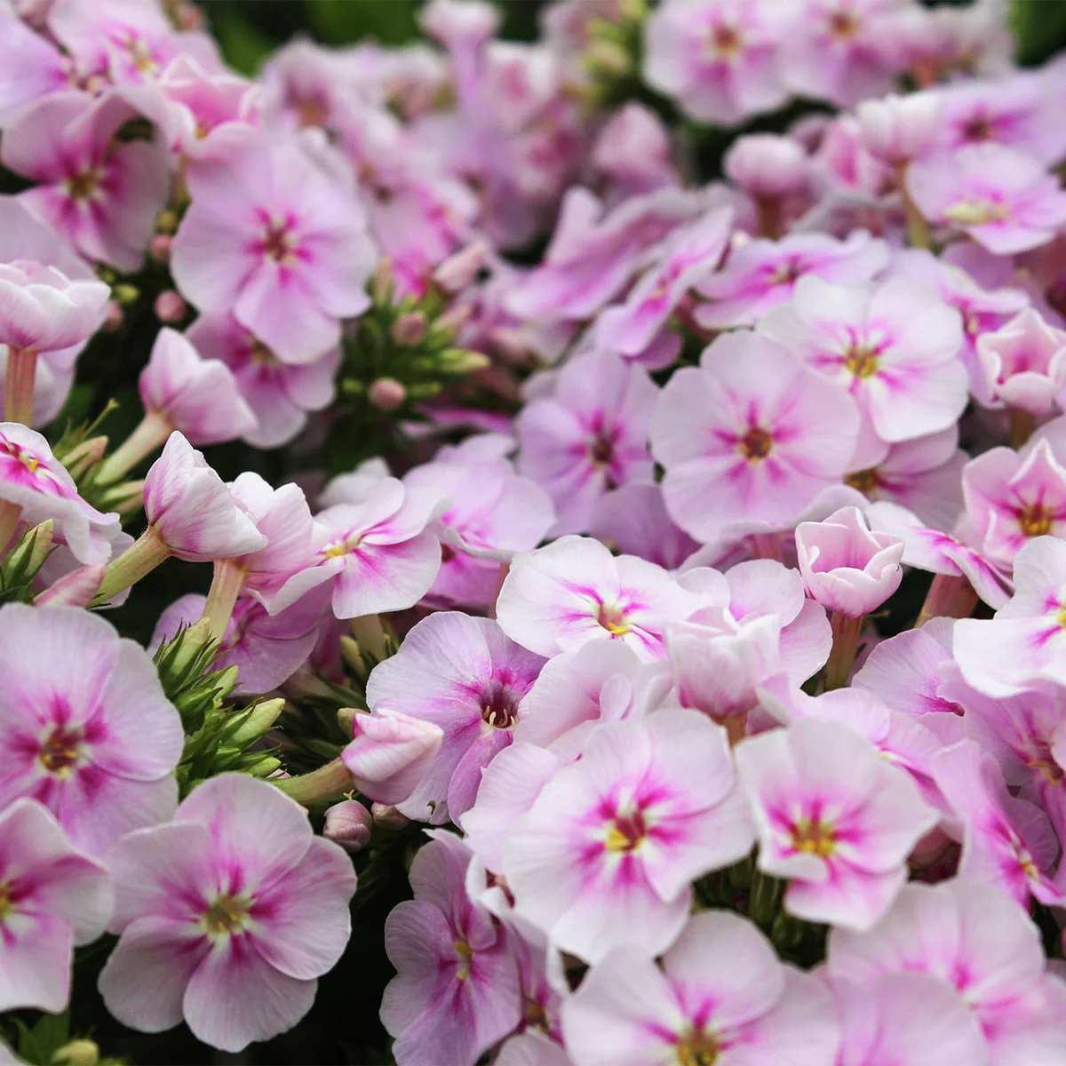 Phlox Younique Bicolor