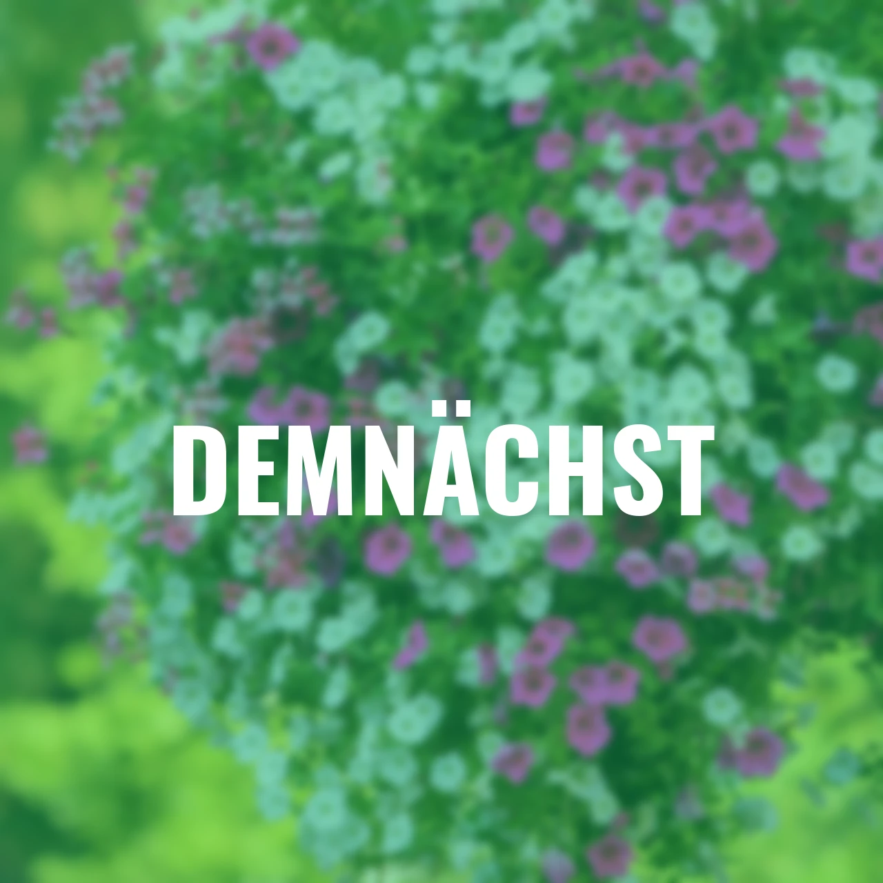 Sommerblumen-Set Bergblüten-Traum, 9 Stück