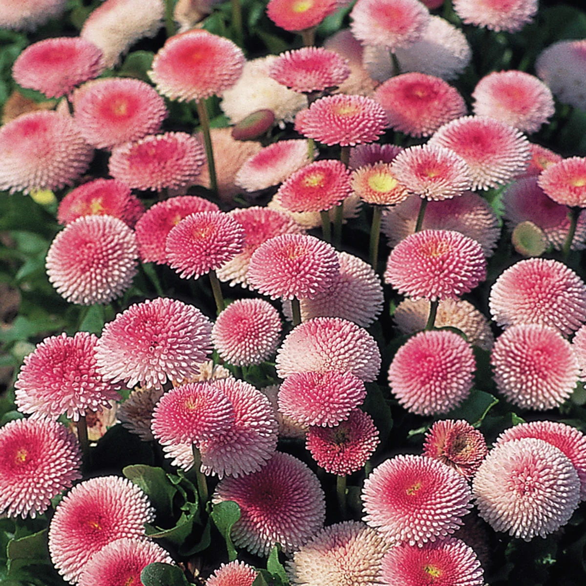 Gänseblümchen Tasso Strawberries & Cream