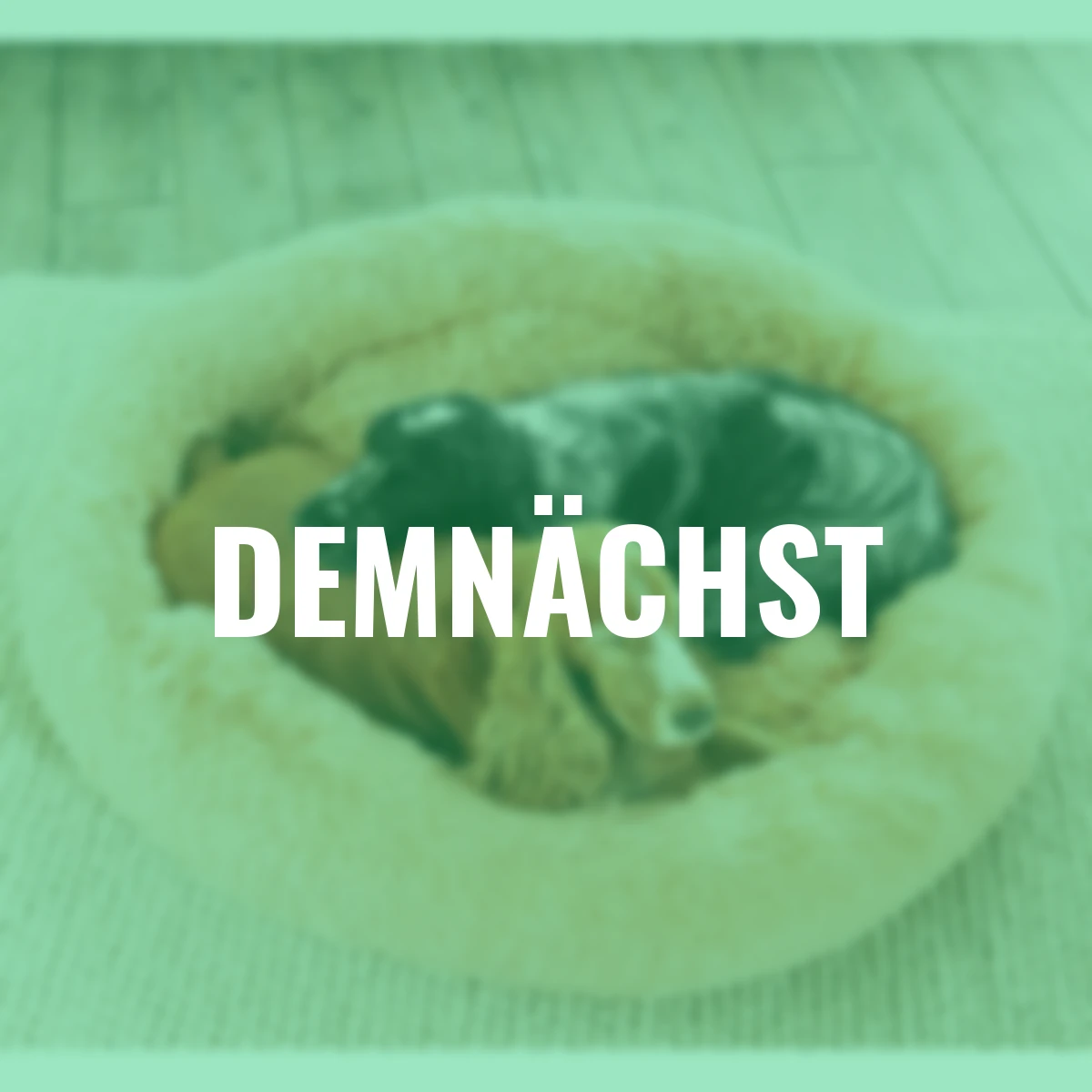 Hunde- und Katzenbett, 100 cm