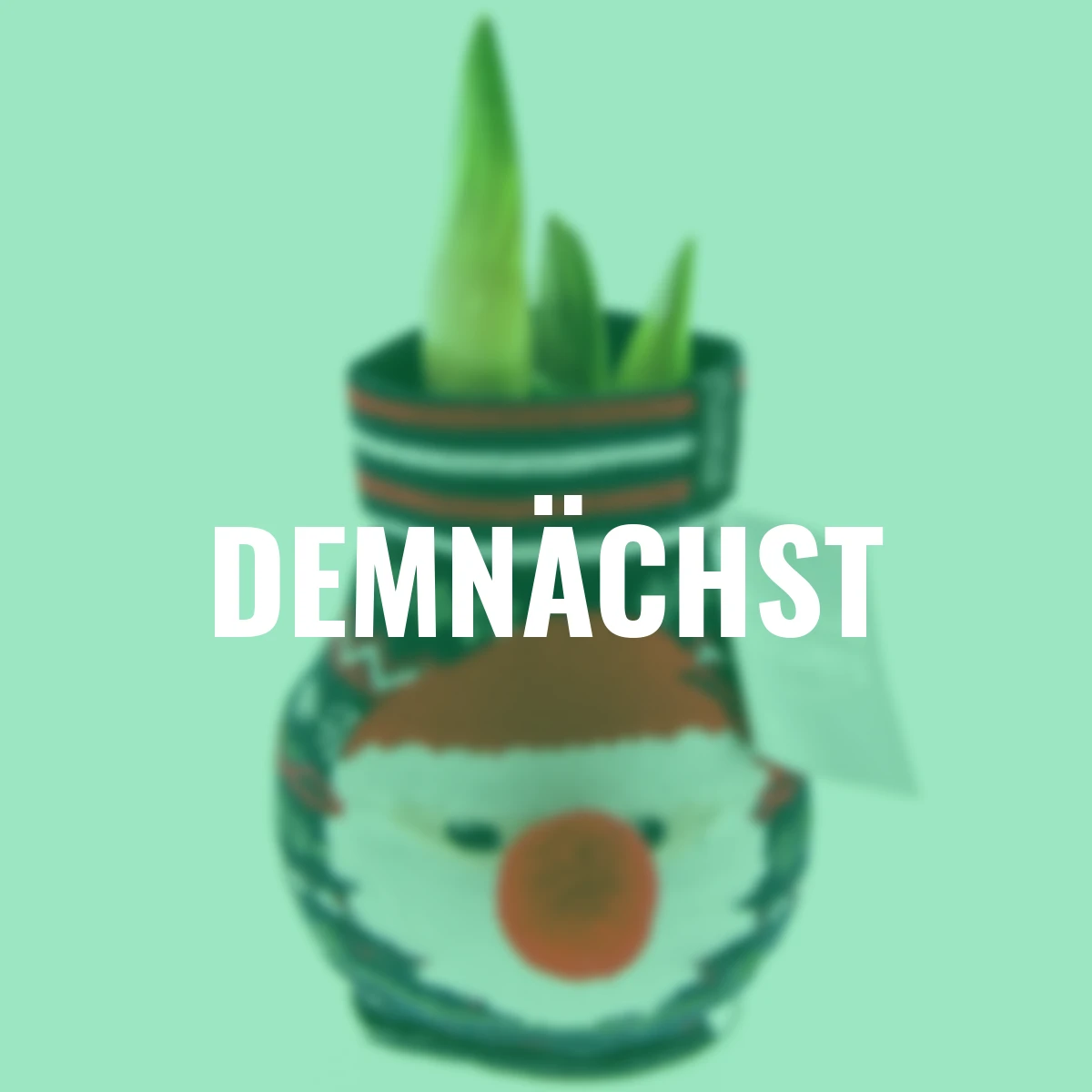 Amaryllis in Santa Claus-Socke