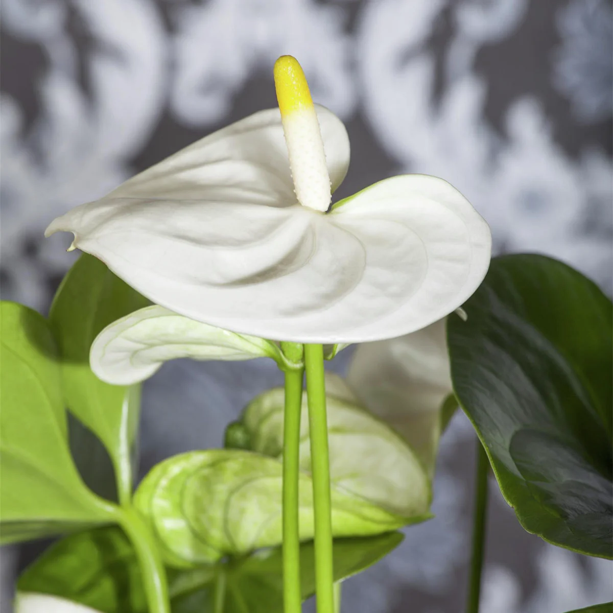 Weiße Flamingoblume, Höhe ca. 30-40 cm