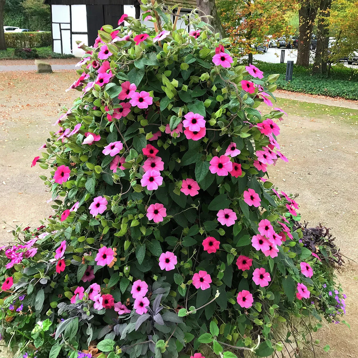 Schwarzäugige Susanne, pink