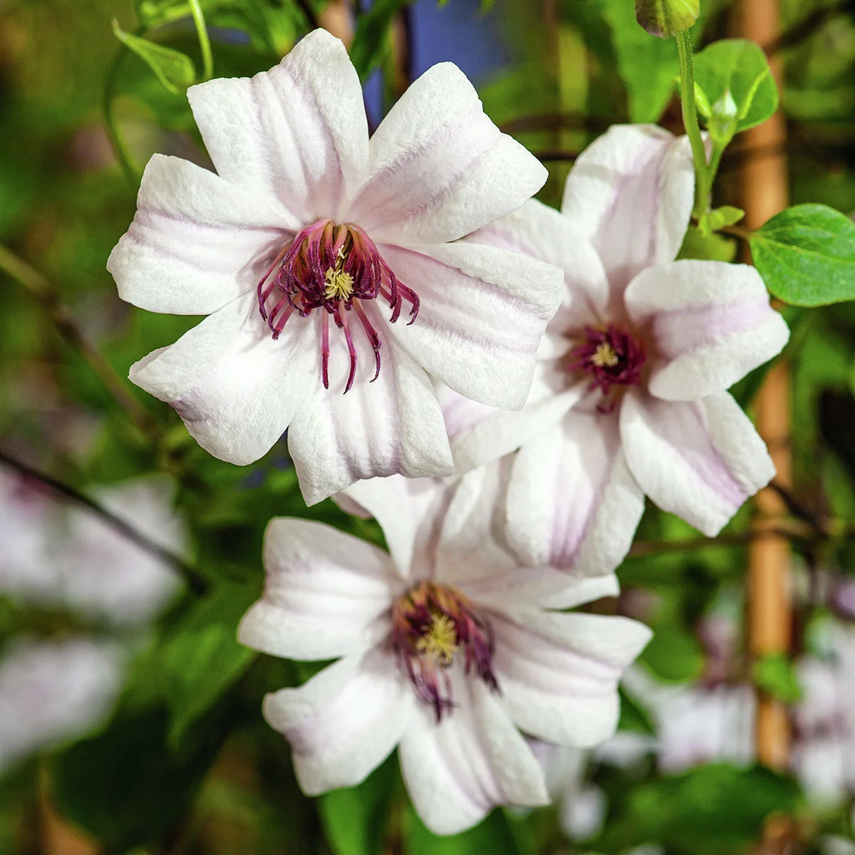 Tulpen-Clematis Princess Kate
