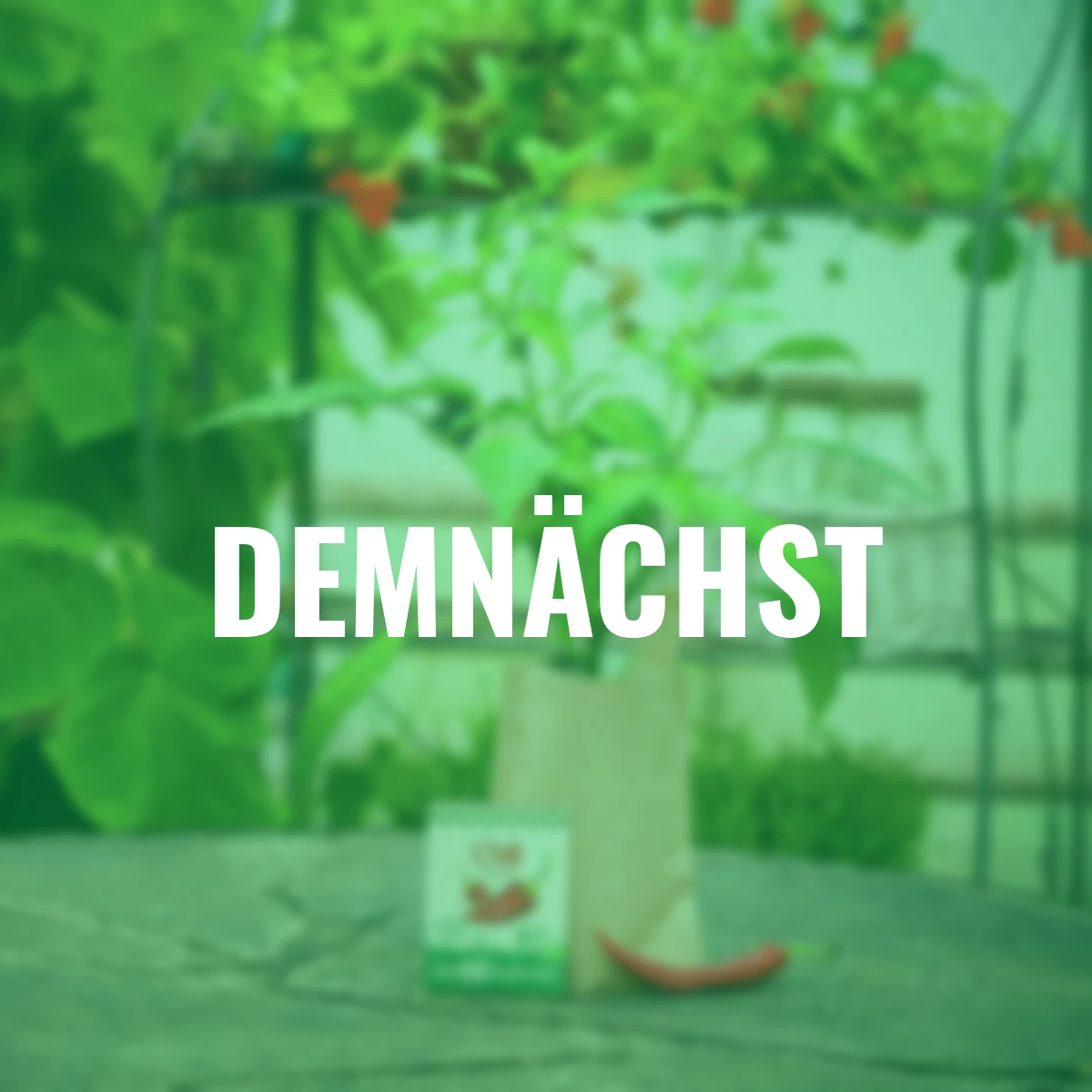 Minigarten - Chili Fireflame