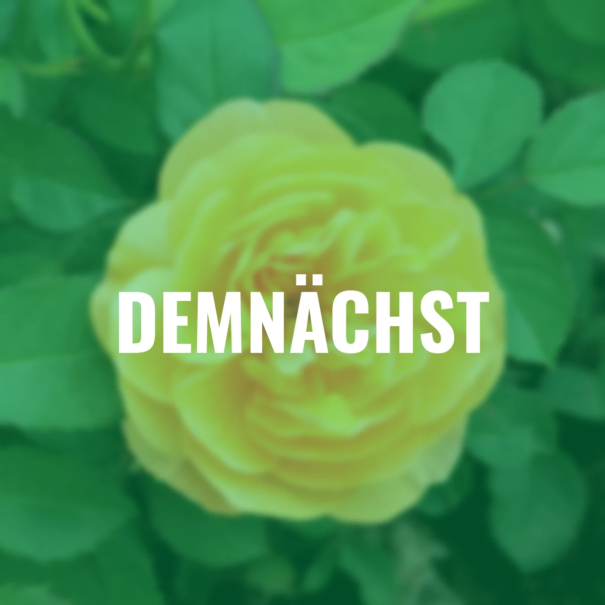 Edelrose Isidora Frayla, wurzelverpackt