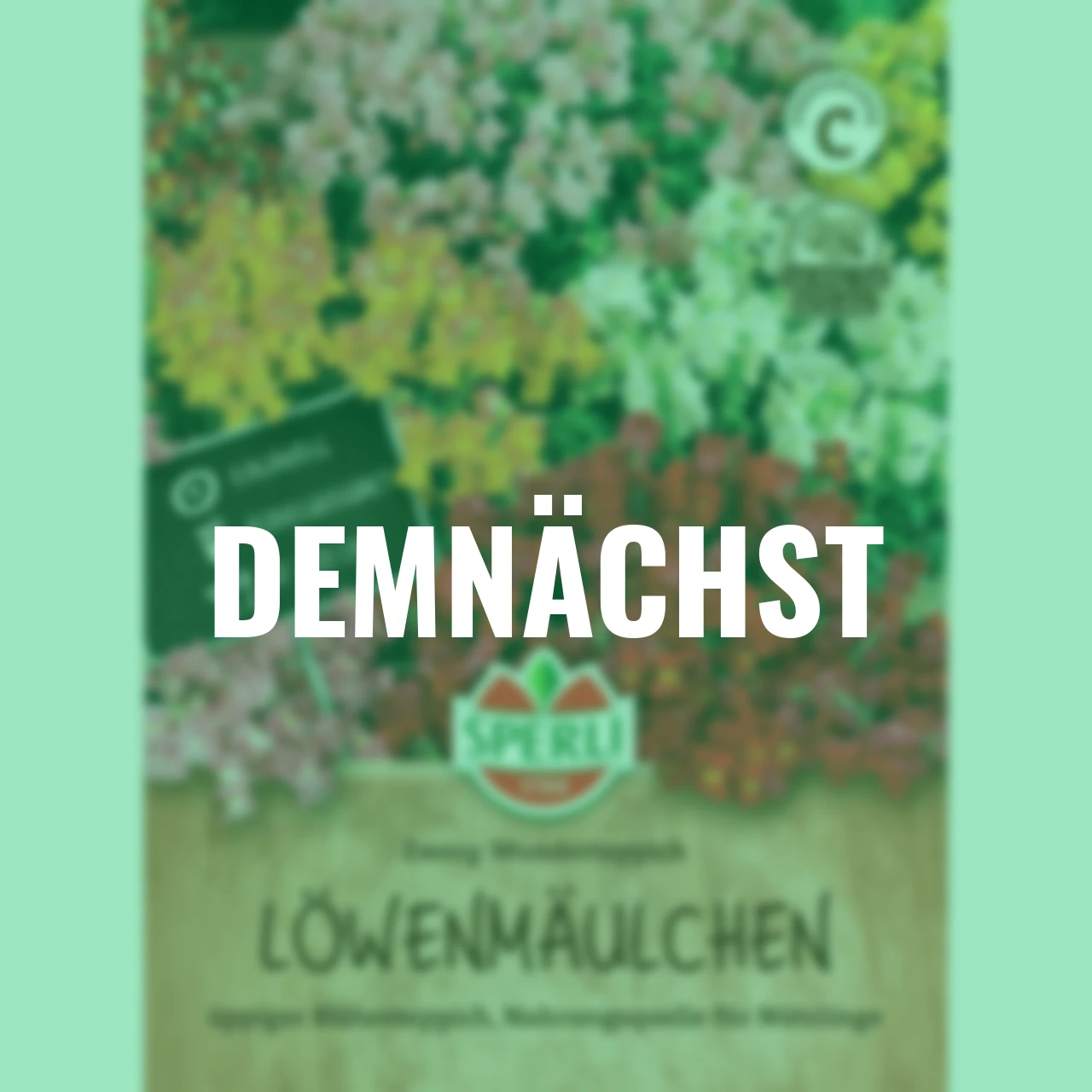 Löwenmäulchensamen Zwerg-Wunderteppich