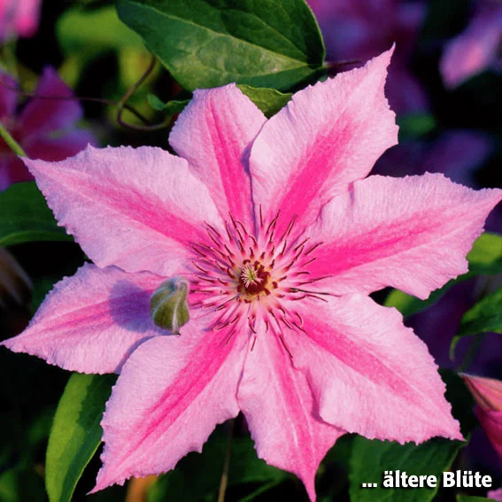 Clematis Ooh La La(TM) BOULEVARD(R)