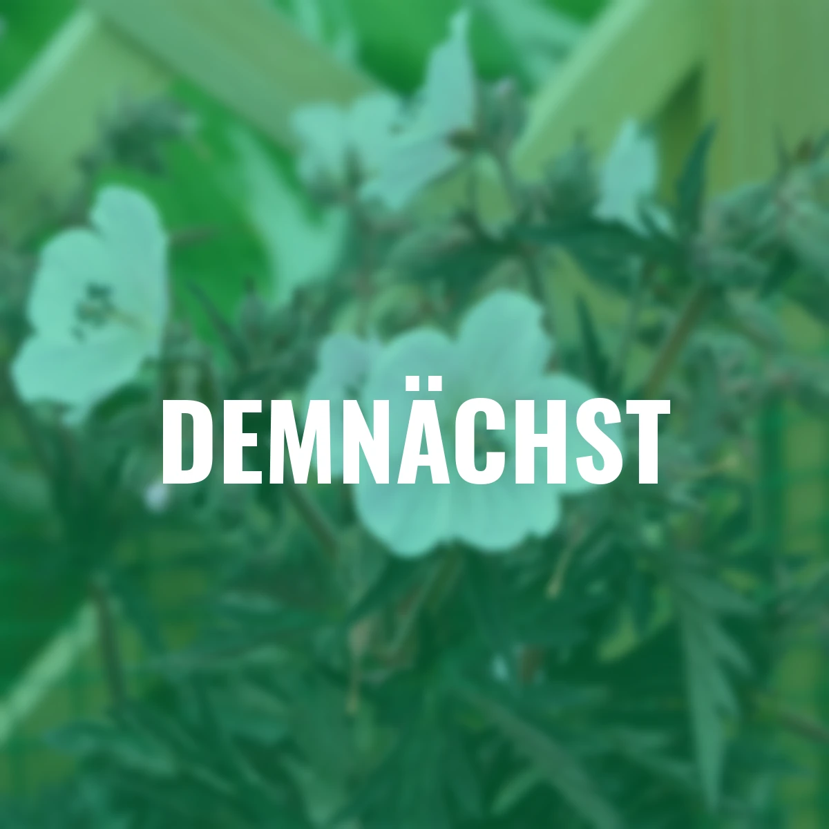 Storchschnabel Purple Ghost