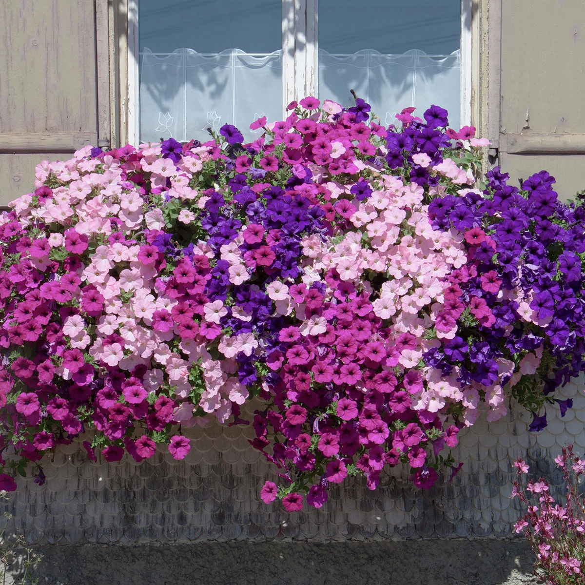 Riesenhängepetunie AlpeTunia® Soft Pink