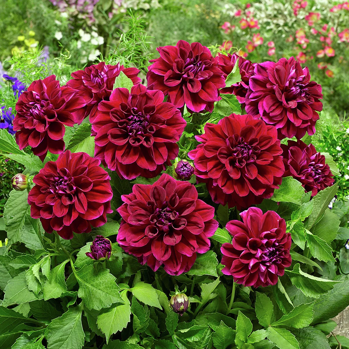 Set Schmuckdahlien Go-Go Beet-Dahlien