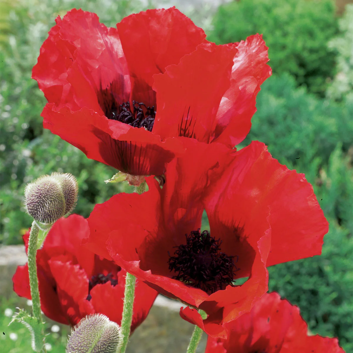 Roter Gartenmohn