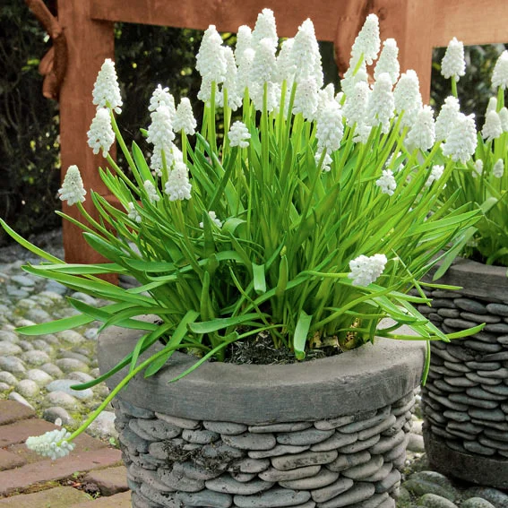 Traubenhyazinthe White Magic