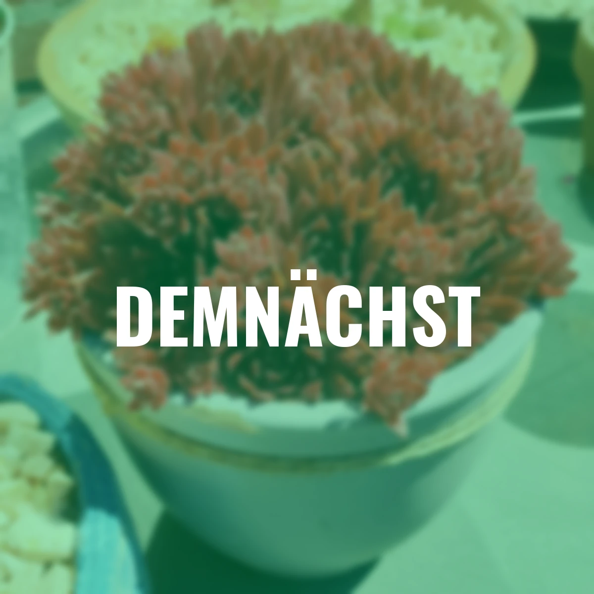 Stauden-Set Hauswurz Spezial