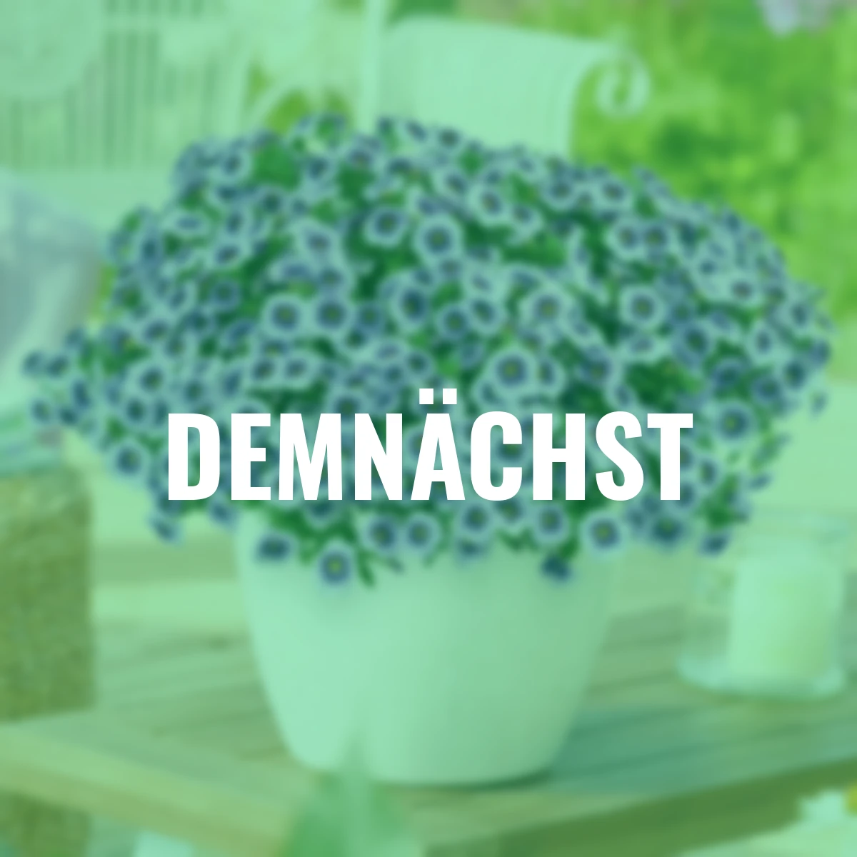 Zauberglöckchen Eyeconic™ Purple