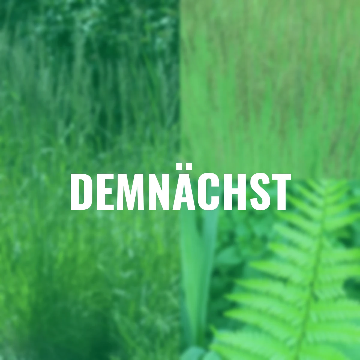 Schattengarten, 6er-Set