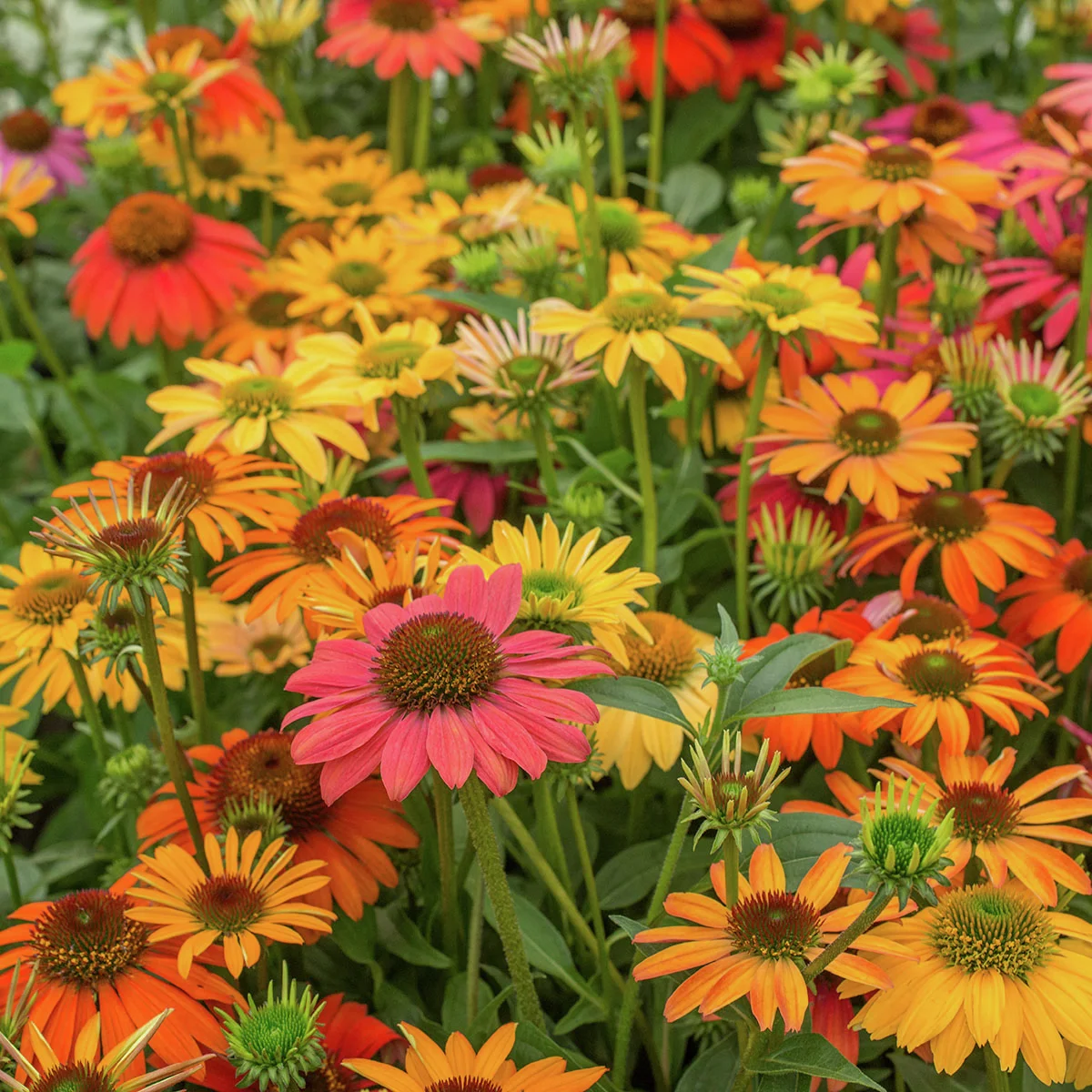 Scheinsonnenhut Cheyenne Spirit